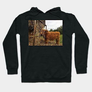 Scottish Highland Cattle Calf 1823 Hoodie